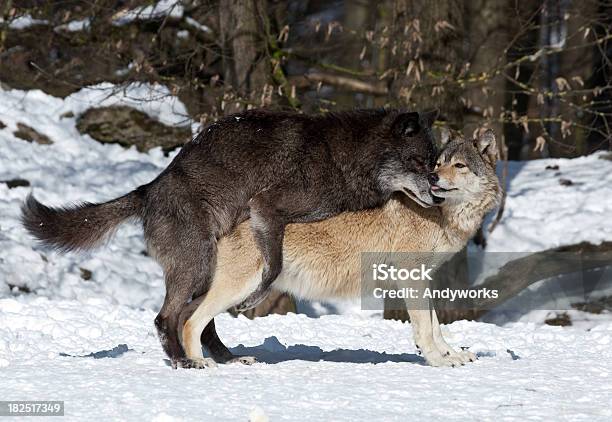Wolfkopulation Stockfoto und mehr Bilder von Wolf - Wolf, Tierpaarung, Baum