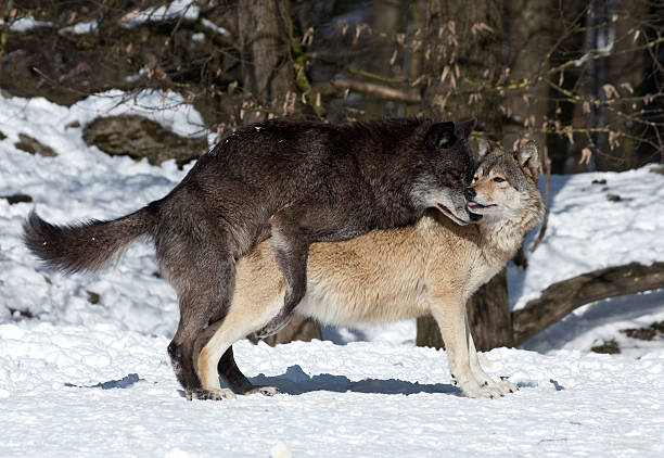 110+ Mating Wolves Stock Photos, Pictures & Royalty-Free Images - iStock