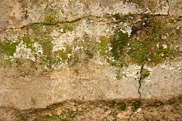 Mossy Wall 4 stock photo