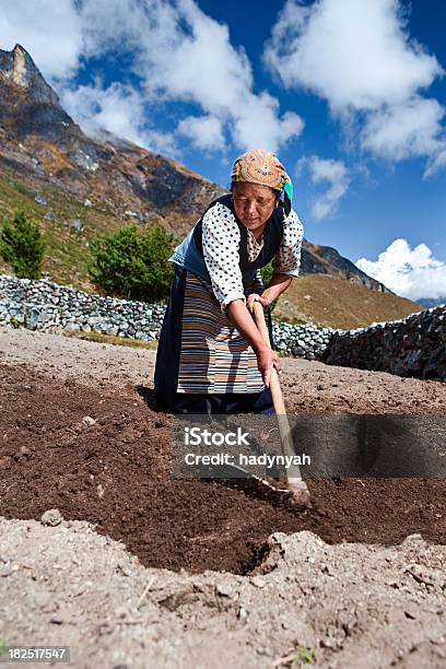 Nepali Frau Die Im Feld Stockfoto und mehr Bilder von Sherpa - Sherpa, 65-69 Jahre, Aktiver Lebensstil