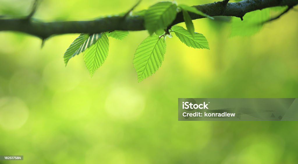 Frühling Blätter - 40 Mpix XXXL - Lizenzfrei Abstrakt Stock-Foto