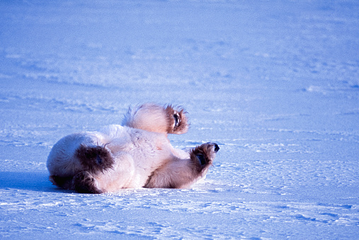 One wild polar bear (Ursus maritimus) rolling around on the frozen ice along the Hudson Bay, waiting for the bay to freeze over so it can begin the hunt for ringed seals.