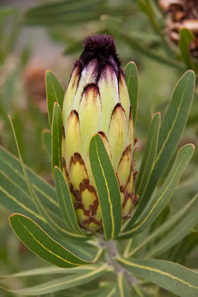 "Cape flora at the Kirstenbosch Botanical Garden, Cape Town (Protea lepidocarpodendron)"