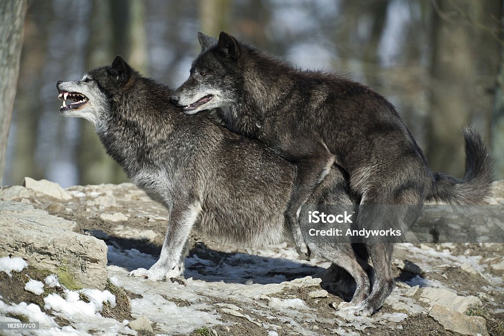 Wolf-Kopulation XXXL - Lizenzfrei Schwarz - Farbe Stock-Foto