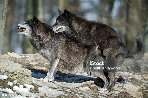 Wolfkopulation Xxxl Stockfoto und mehr Bilder von Schwarz - Farbe - Schwarz - Farbe, Wolf, Hund