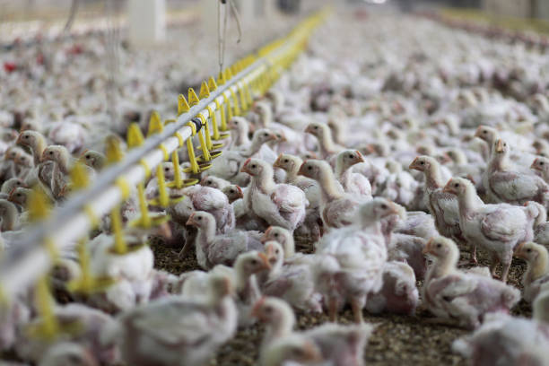 istock Baby Chickens in the Chicken Farm 182517732