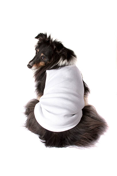 istock Dog in white shirt. 182517864