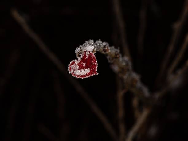 hoja roja en forma de corazón y nieve. - heart shape snow ice leaf fotografías e imágenes de stock
