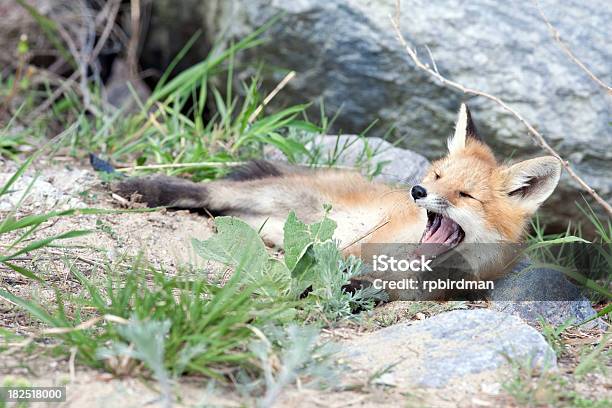 Red Fox Pup Stock Photo - Download Image Now - Fox, Animal, Animal Behavior  - iStock