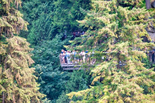 Capilano Bridge Park on a sunny summer day, North Vancouver, Canada