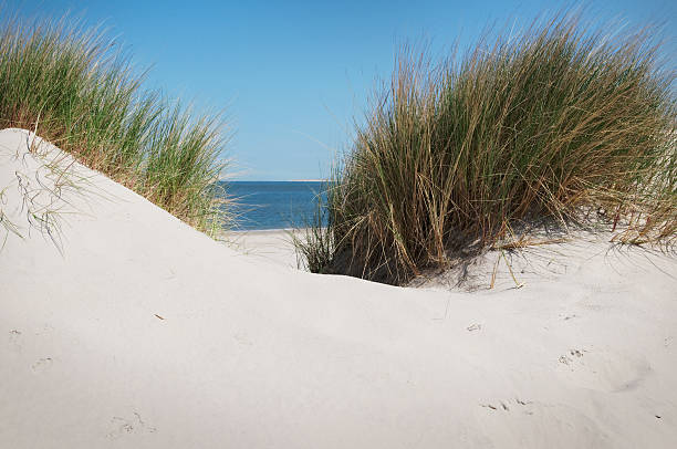 istock Sand dunes in the summer 182518130