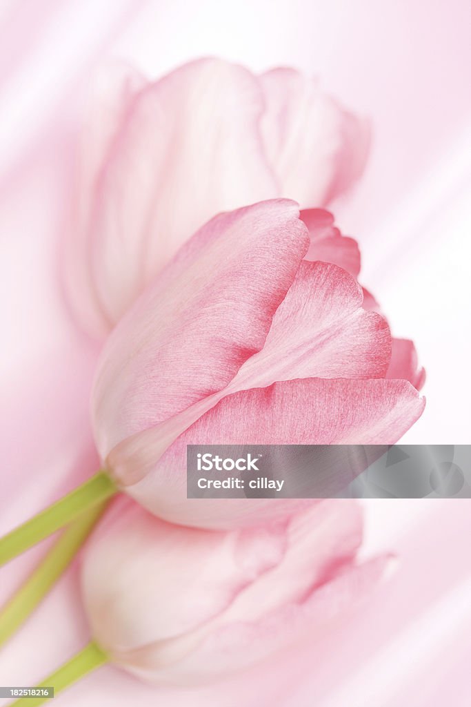 Tulipani rosa - Foto stock royalty-free di Rosa - Colore