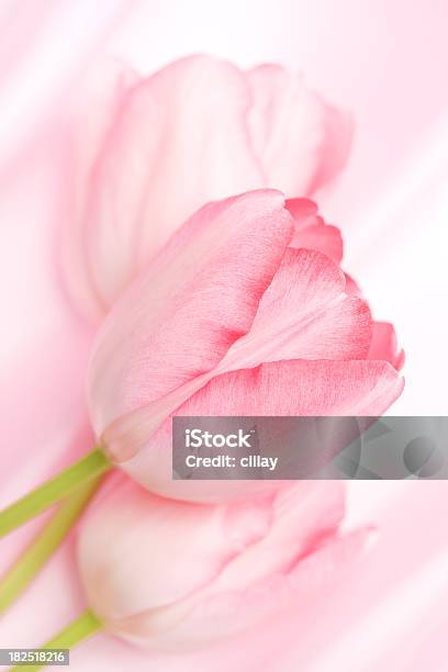 Rosa Túlipas - Fotografias de stock e mais imagens de Cor de rosa - Cor de rosa, Tulipa, Cetim