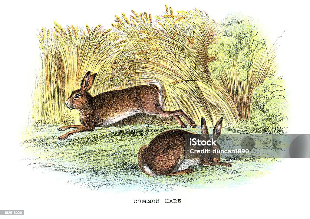 Liebre marrón (Lepus europaeus - Ilustración de stock de Ilustración libre de derechos