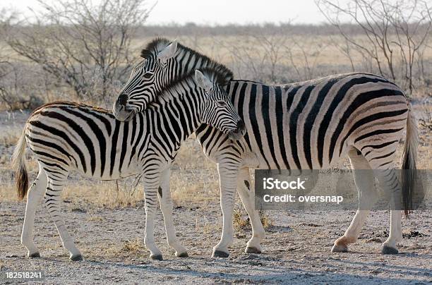 Foto de Africana Mãe e mais fotos de stock de Potro - Potro, Zebra, Acariciar