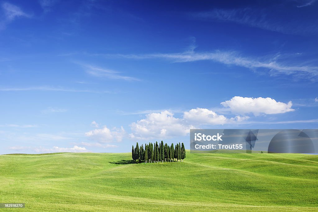 Verde paisaje-Cypresses entre los campos. - Foto de stock de Aire libre libre de derechos