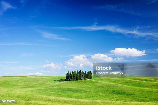 Landscape Cypresses Among Green Fields Stock Photo - Download Image Now - Agricultural Field, Blue, Cereal Plant