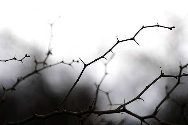 thorny oddziały z konia-apple tree (maclura pomifera). - ciernisty krzew zdjęcia i obrazy z banku zdjęć