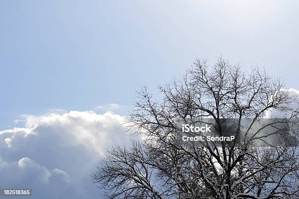 Photo libre de droit de Ciel D Hiver banque d'images et plus d'images libres de droit de Arbre - Arbre, Arbre à feuilles caduques, Blanc