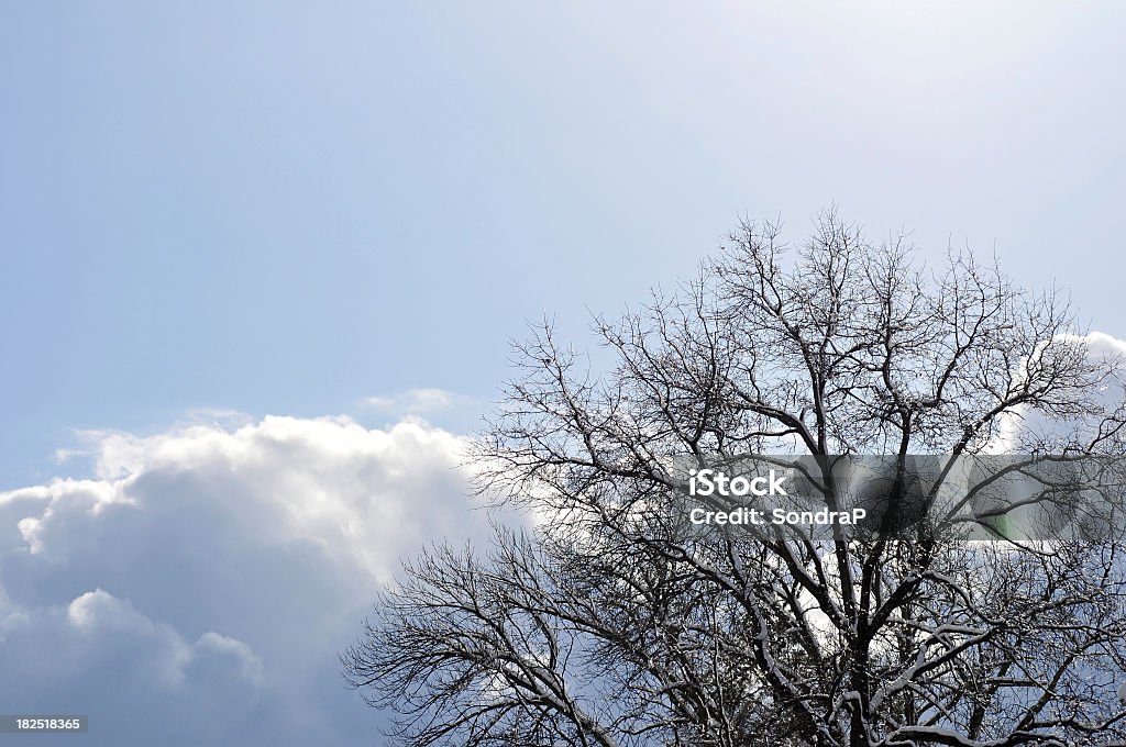 Cielo invernale - Foto stock royalty-free di Albero