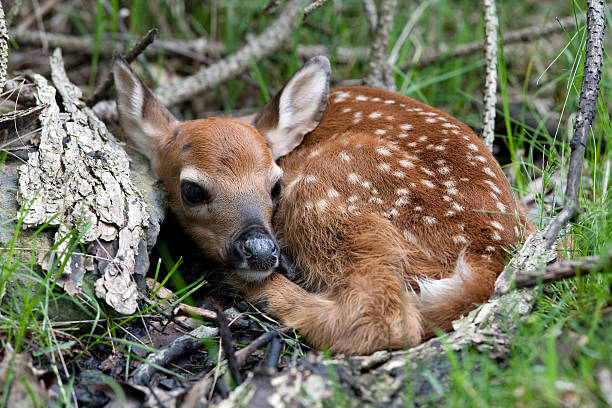 istock Whitetail deer fawn 182518654