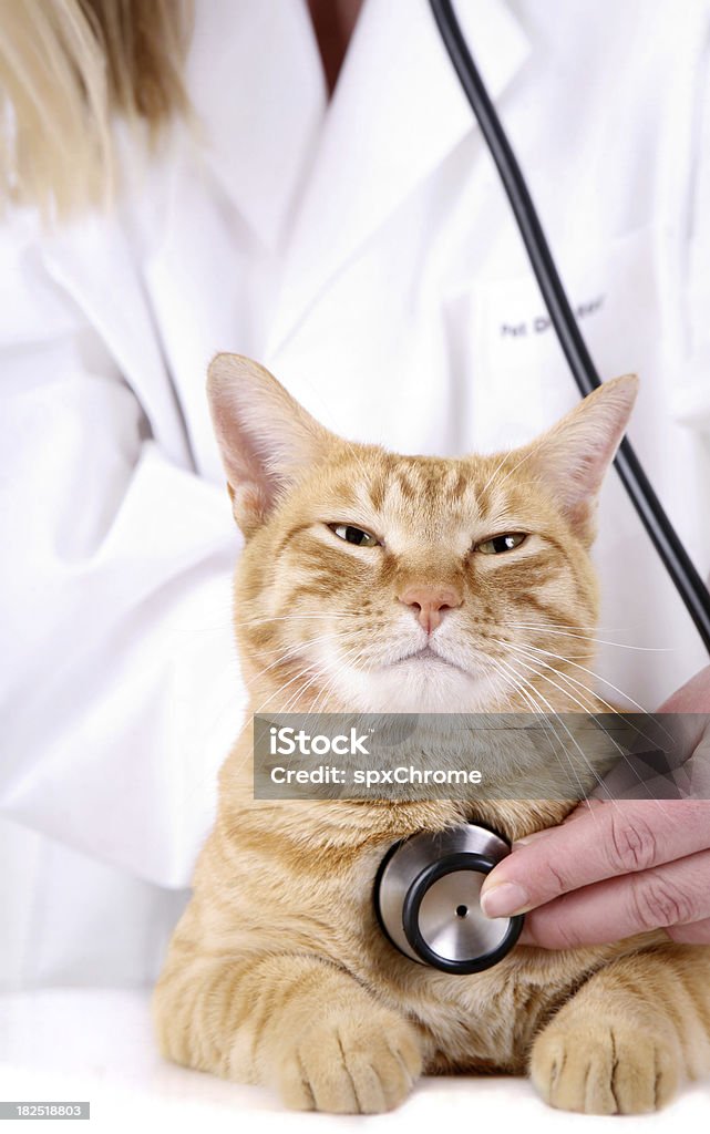 Veterinário - Royalty-free Gato domesticado Foto de stock