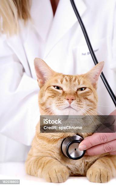 Veterinário - Fotografias de stock e mais imagens de Gato domesticado - Gato domesticado, Veterinário, Exame Médico - Procedimento Médico