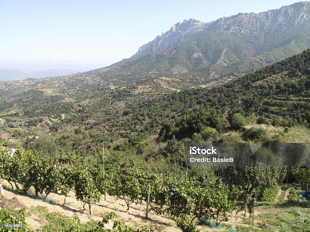 Weingut in Sardinien - Lizenzfrei Baum Stock-Foto