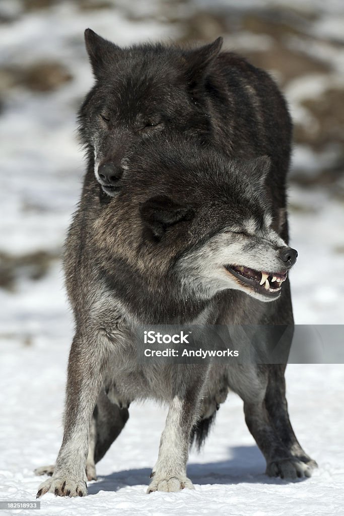 Schwarzer Wolf Kopulation XXXL - Lizenzfrei Hund Stock-Foto