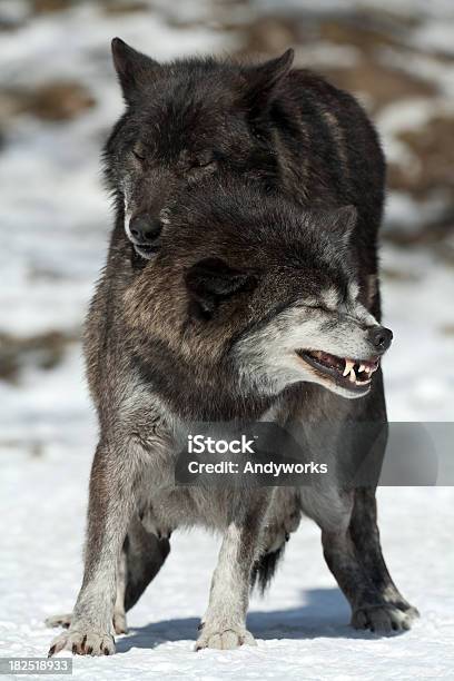 Schwarzer Wolf Kopulation Xxxl Stockfoto und mehr Bilder von Hund - Hund, Tierpaarung, Knurren