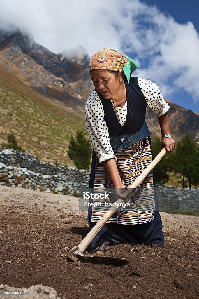 Nepalski kobieta pracuje w terenie - Zbiór zdjęć royalty-free (65-69 lat)