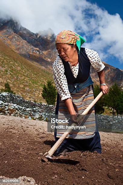 Nepali Mulher A Trabalhar No Campo - Fotografias de stock e mais imagens de 65-69 anos - 65-69 anos, Adulto, Agricultura