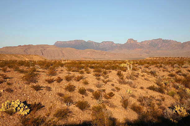 chihuahuan desierto en parque nacional big bend - desierto chihuahua fotografías e imágenes de stock