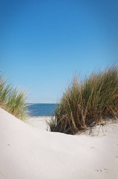 istock Sand dunes in the summer 2 182519026