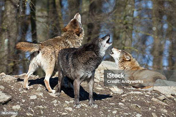 Aullidos De Lobos Xxxl Foto de stock y más banco de imágenes de Lobo - Lobo, Aullido, Aire libre