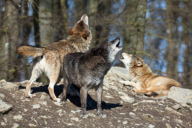 istock Howling Wolves XXXL 182519063