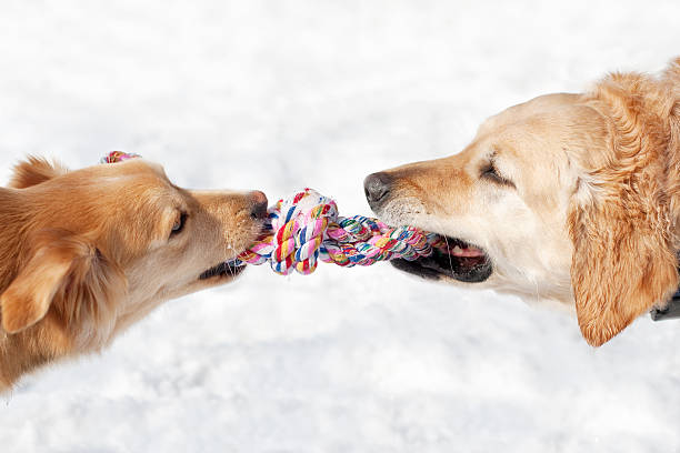 Dogs playing with a rope in their mouths
