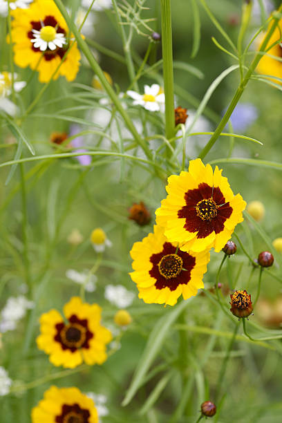 istock Girl eye flowers 182519387