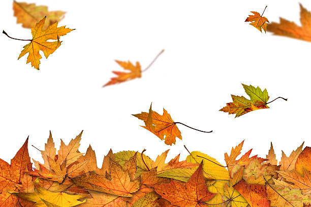 秋はこちらから - leaf pile ストックフォトと画像