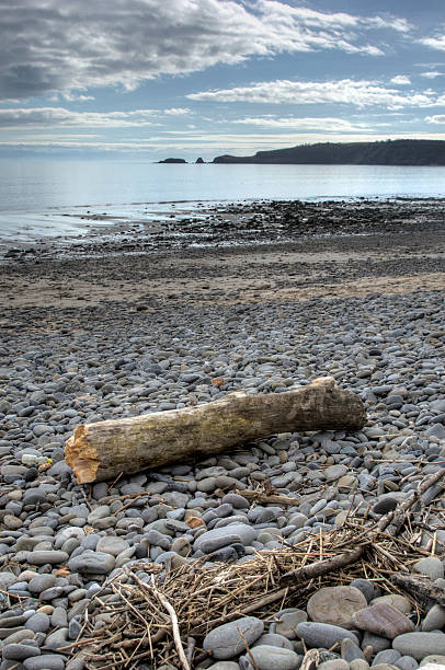 istock Large tree trunk driftwood on the shore 182519427