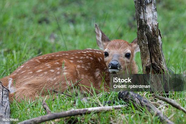 Whitetail Deer Rehkitz Stockfoto und mehr Bilder von Fotografie - Fotografie, Hirsch, Horizontal