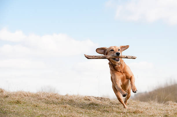 Dog running across grass field with branch in mouth brown dog retrieving a stick dog retrieving running playing stock pictures, royalty-free photos & images