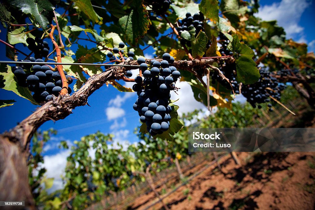 Vignes, raisins - Photo de Cafayate libre de droits