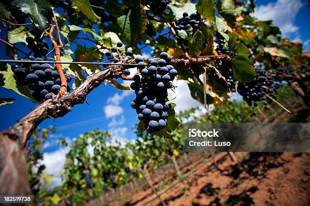 Foto de Vinha Uvas e mais fotos de stock de Cafayate - Cafayate, Agricultura, Argentina