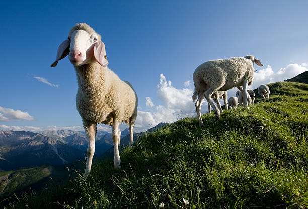 グループの若い羊にお望みのカメラ - merino sheep ストックフォトと画像