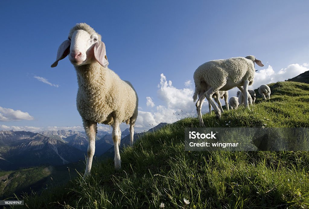 Grupa młodych owiec Patrzeć do kamery - Zbiór zdjęć royalty-free (Austria)