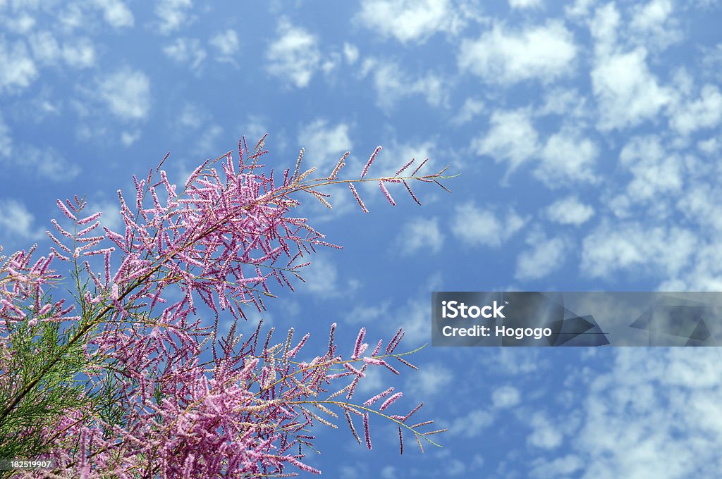 Blooming sky Blossom of a tree against blue sky with some small clouds on a sunny summer day.More trees see >>> Backgrounds Stock Photo