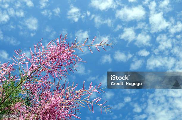 Blooming Sky Stock Photo - Download Image Now - Backgrounds, Blossom, Blue