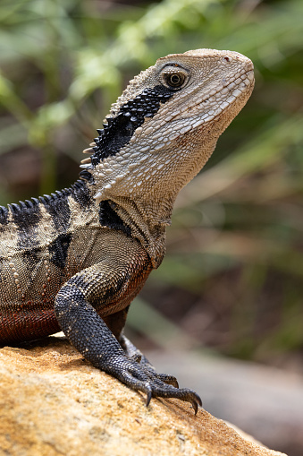 Close up portrait of an Australian Eastern Water Dragon