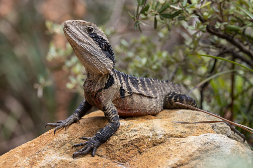 Close up of an Australian Eastern Water Dragon